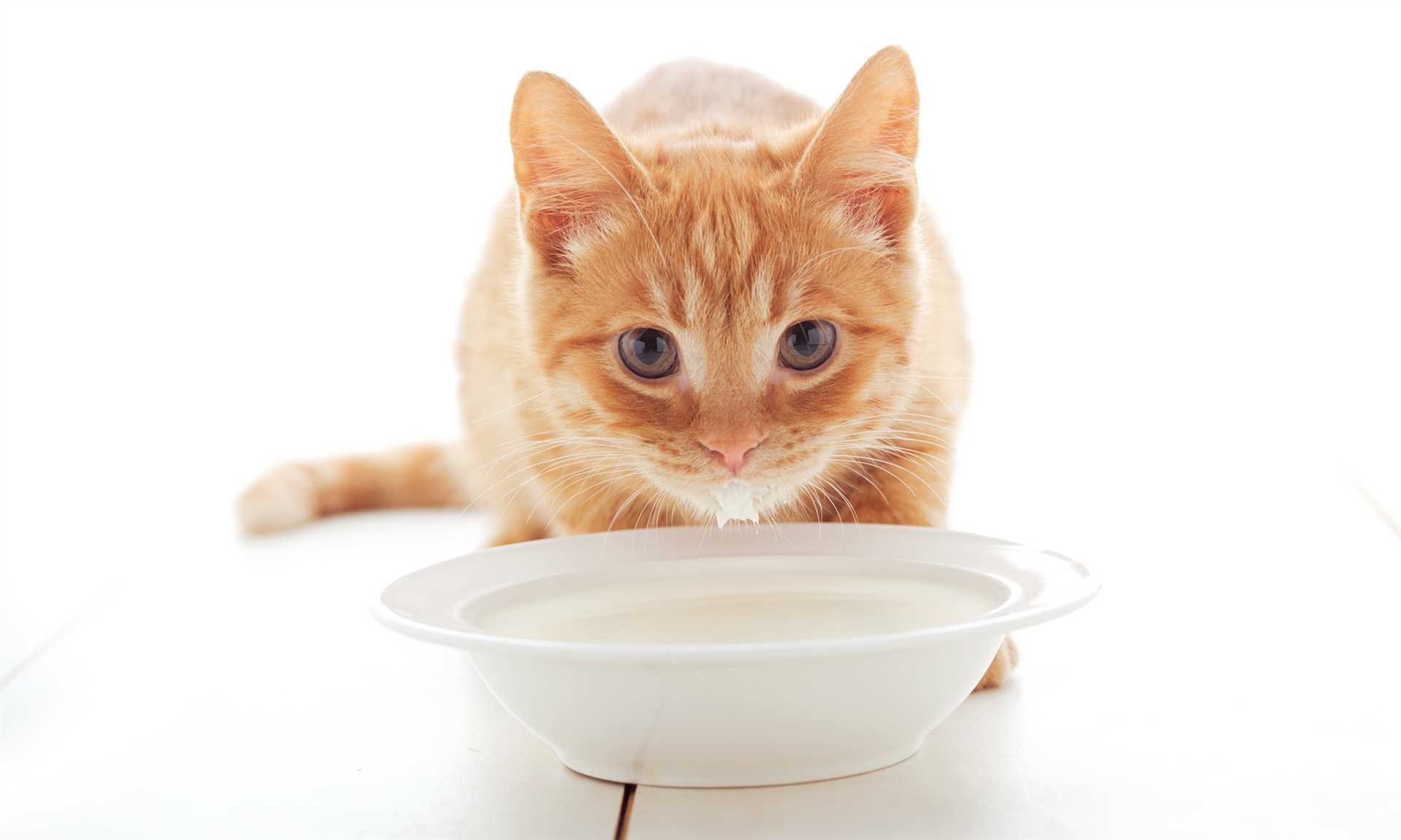 Potential Health Risks of Dairy for Feline Friends