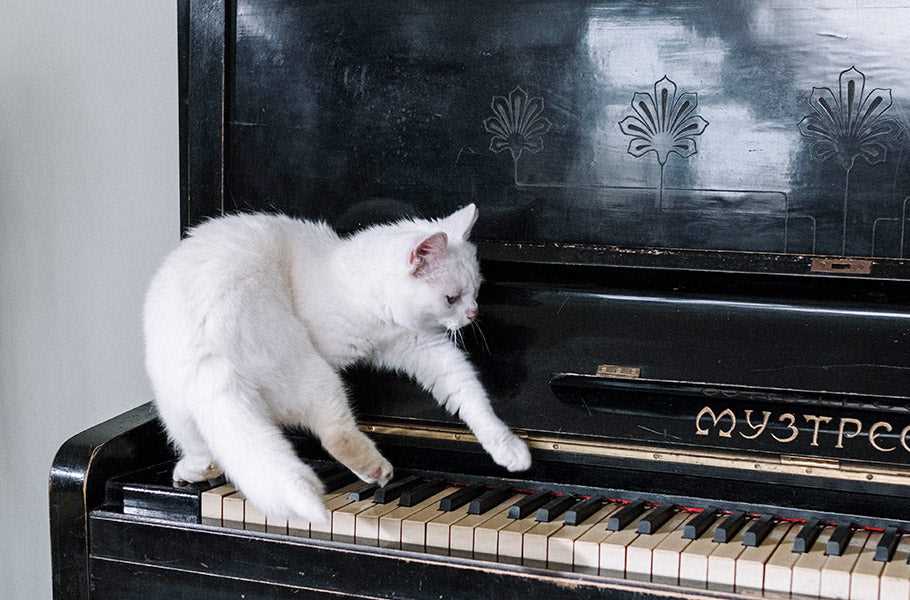 Experimental and Cat-Specific Compositions