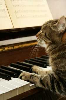 Signs That Your Feline Enjoys Melodies