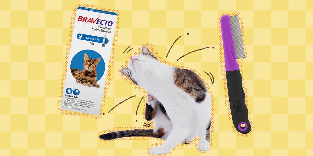 Common Reasons for Flea Reinfestation in Treated Felines