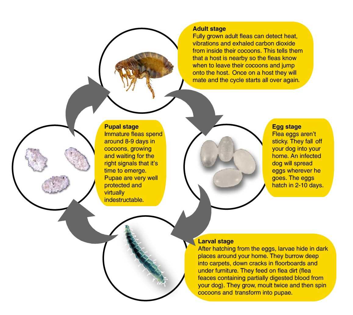 Understanding Flea Life Cycle and Treatment Limitations