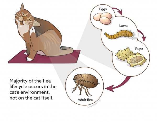 When to Consult a Veterinarian About Flea Problems