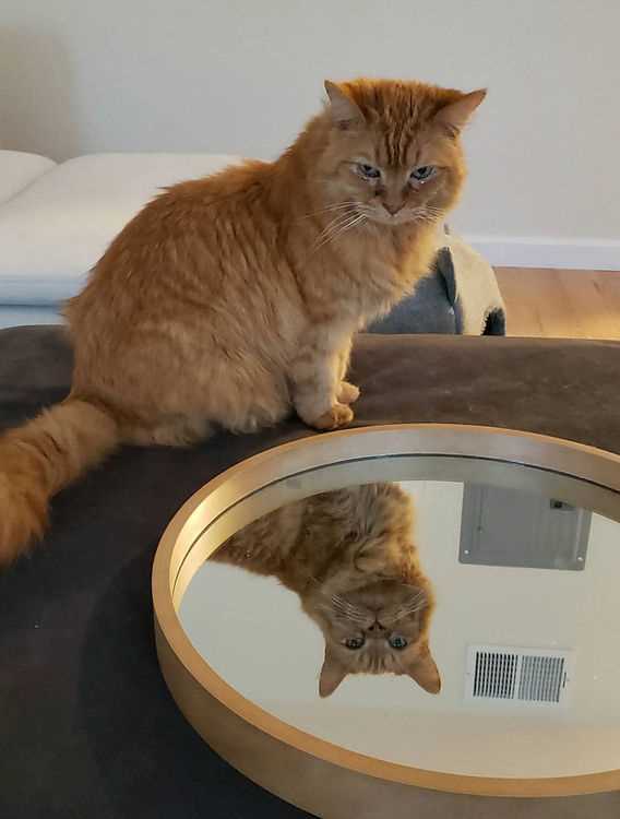 The Role of Socialization in Cat Intelligence