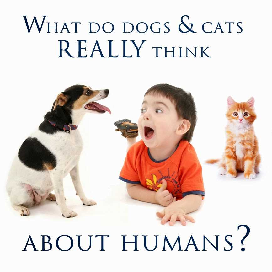 Understanding Feline Cognition