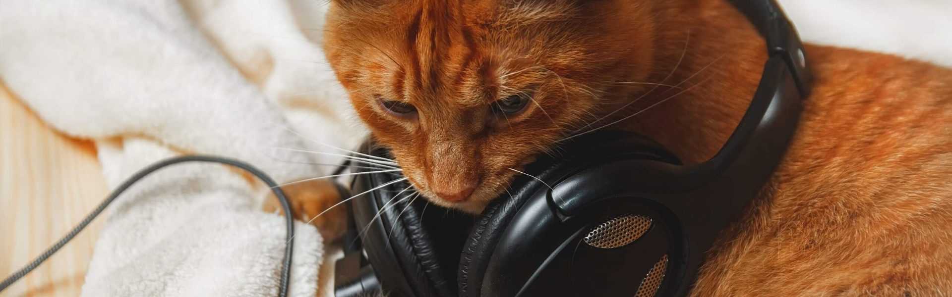 Preferred Sound Characteristics