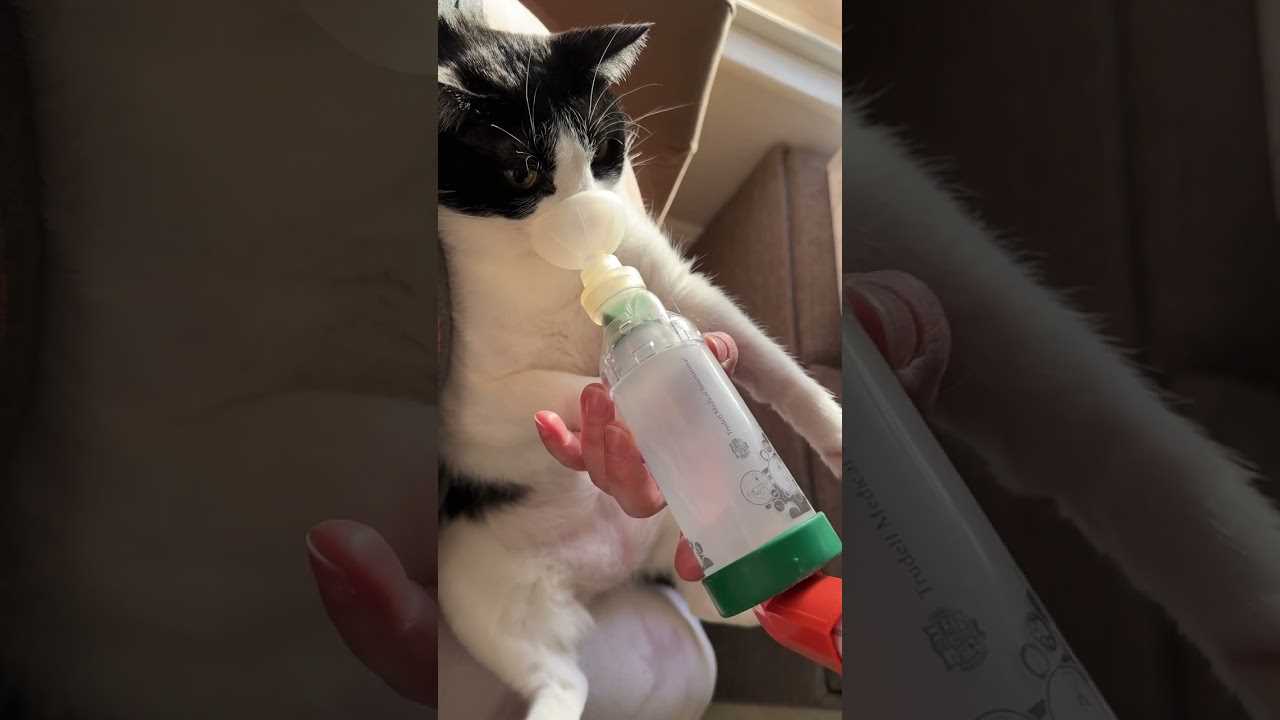 Alternatives for Managing Feline Respiratory Issues