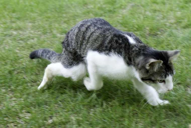 The Role of Claws and Paws