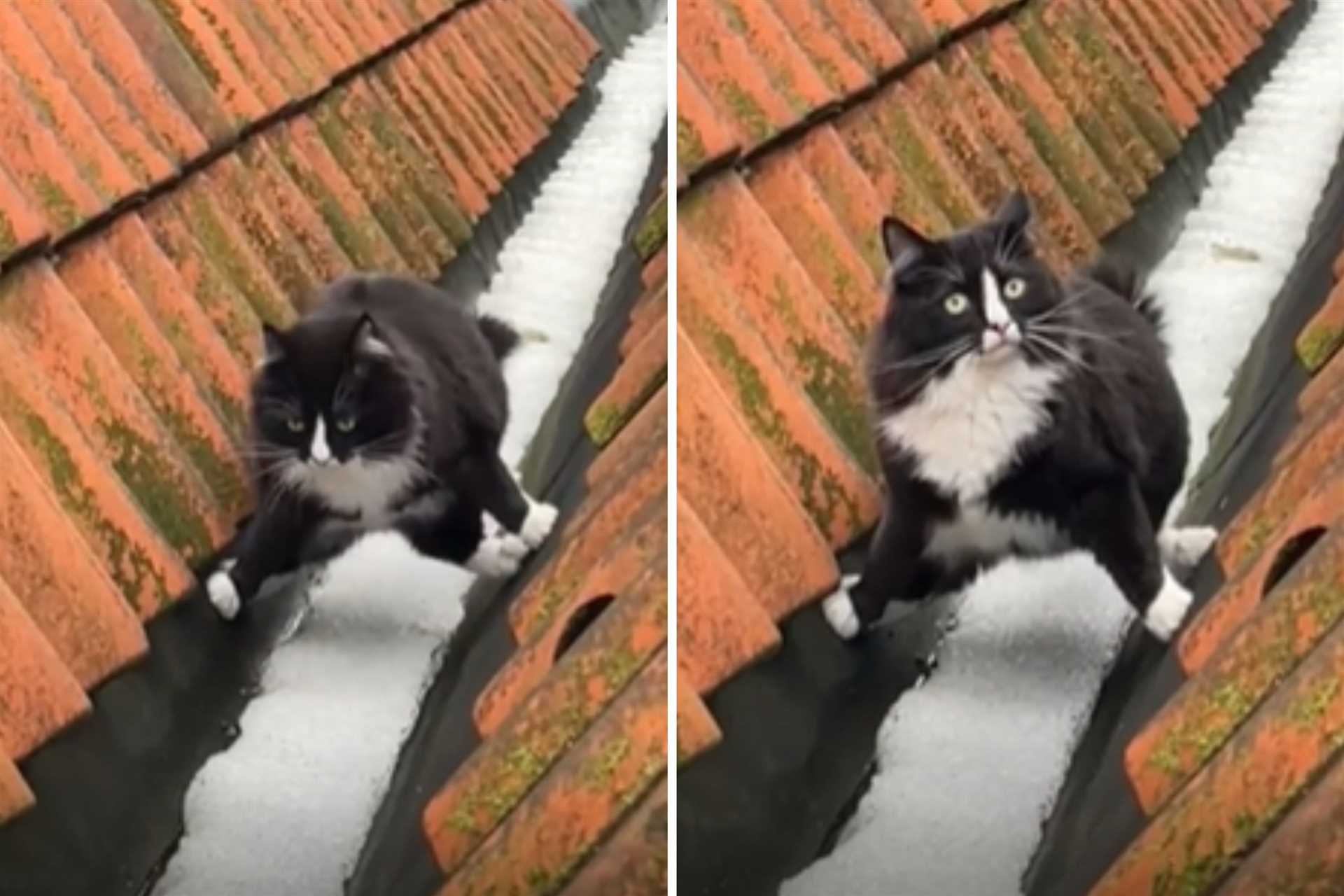 Signs of Discomfort in Felines Navigating Icy Terrain