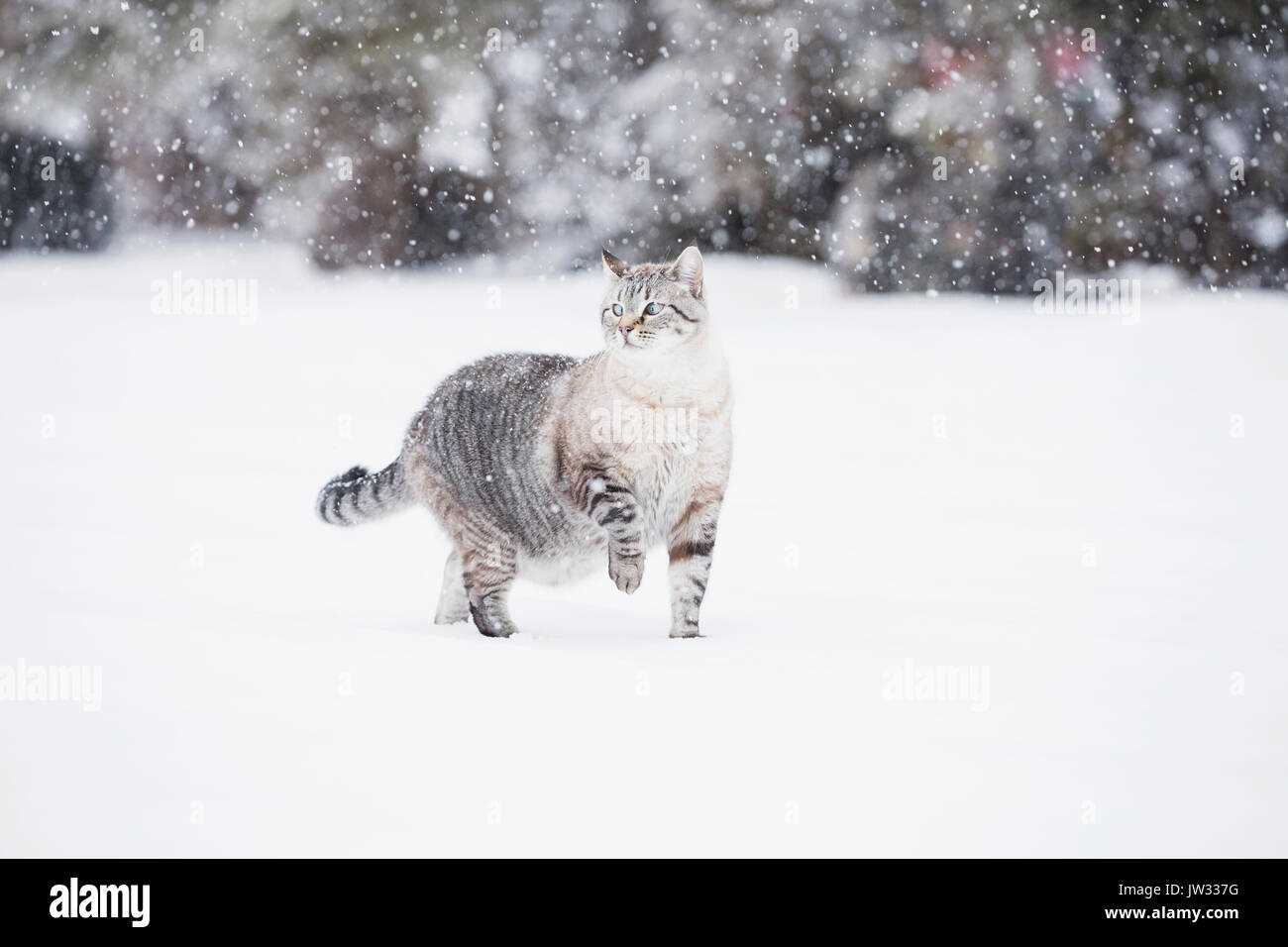 How Cold Weather Affects Mobility