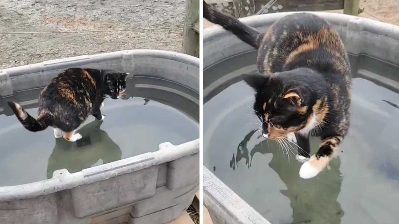 The Role of Cat Anatomy in Water Interaction