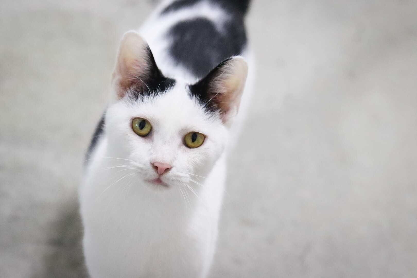 Insight on Feline Protection Against Negative Forces