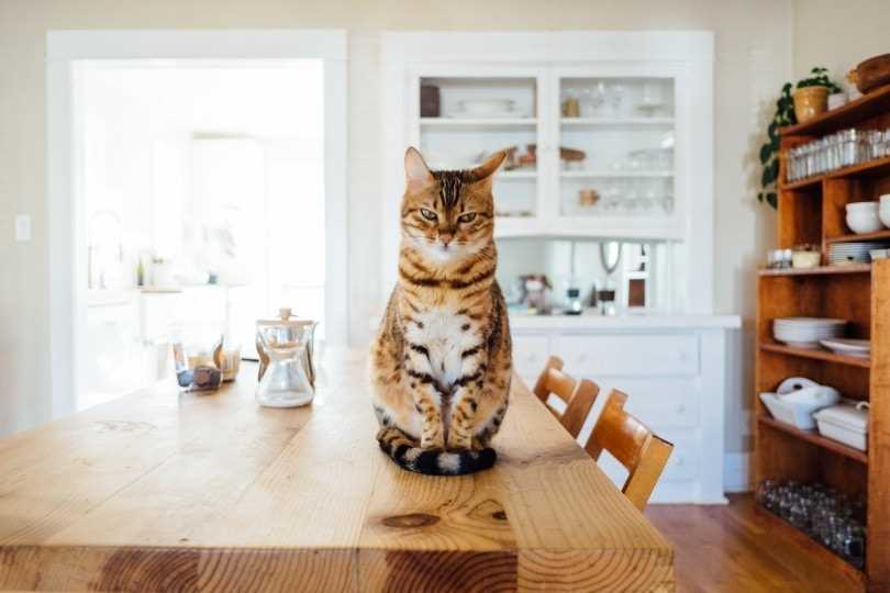 Observing Behavior