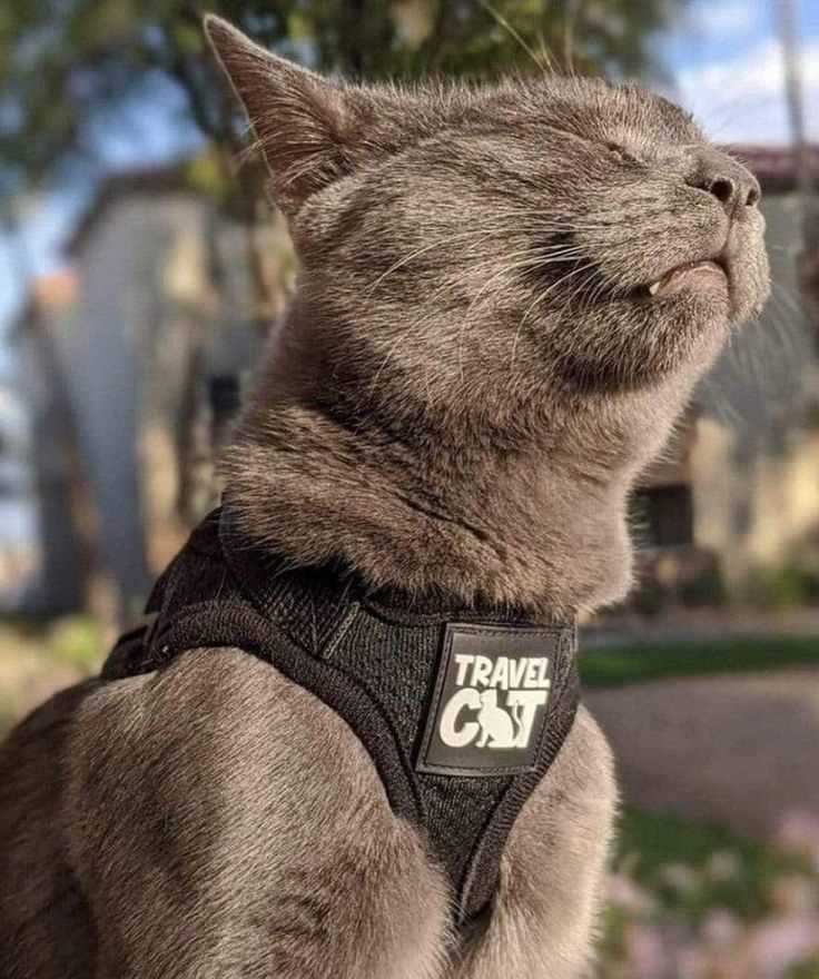 Choosing the Right Size and Fit for Your Cat