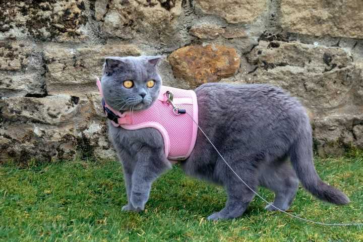 Safety Considerations When Using Dog Harnesses on Cats