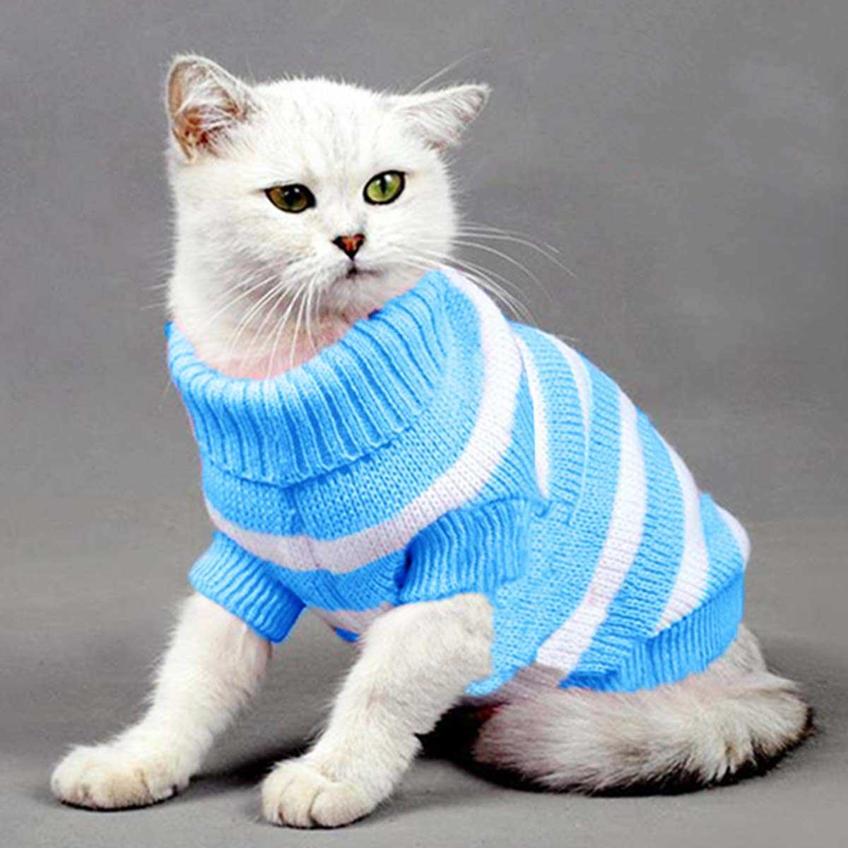 How to Introduce a Sweater to Your Cat Comfortably
