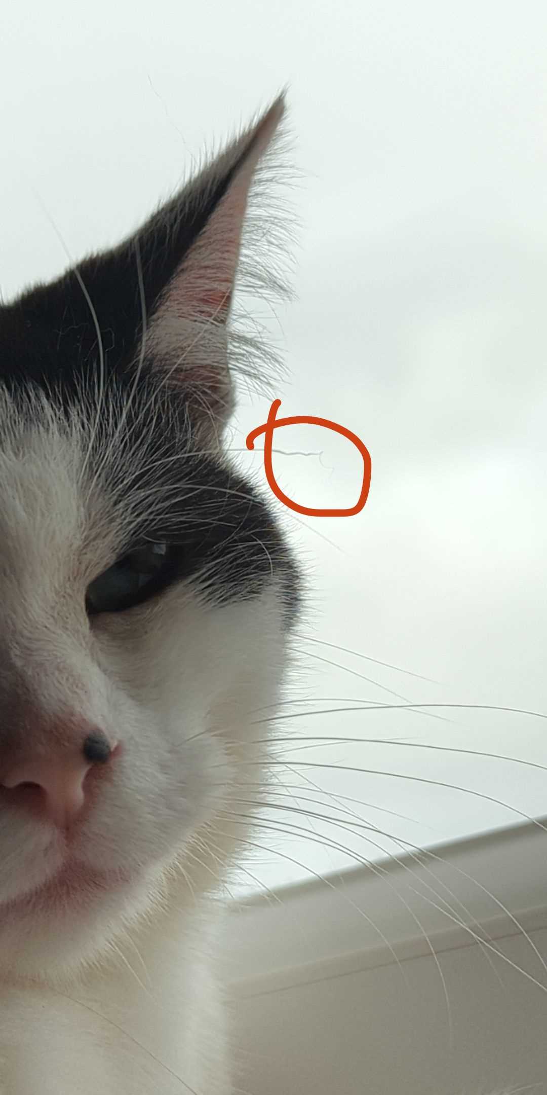 Common Reasons for Whisker Loss in Cats