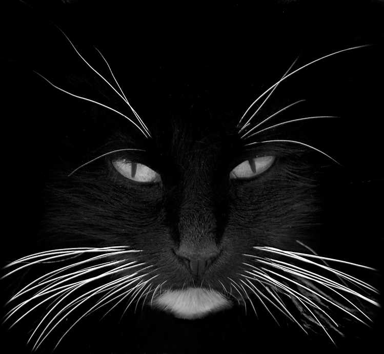 Steps to Take If Your Cat Loses Whiskers