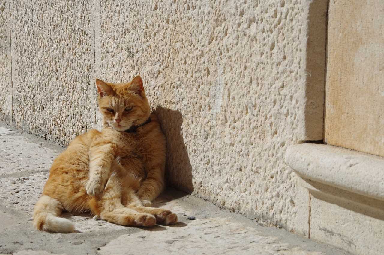 Signs of Heat Stress in Cats