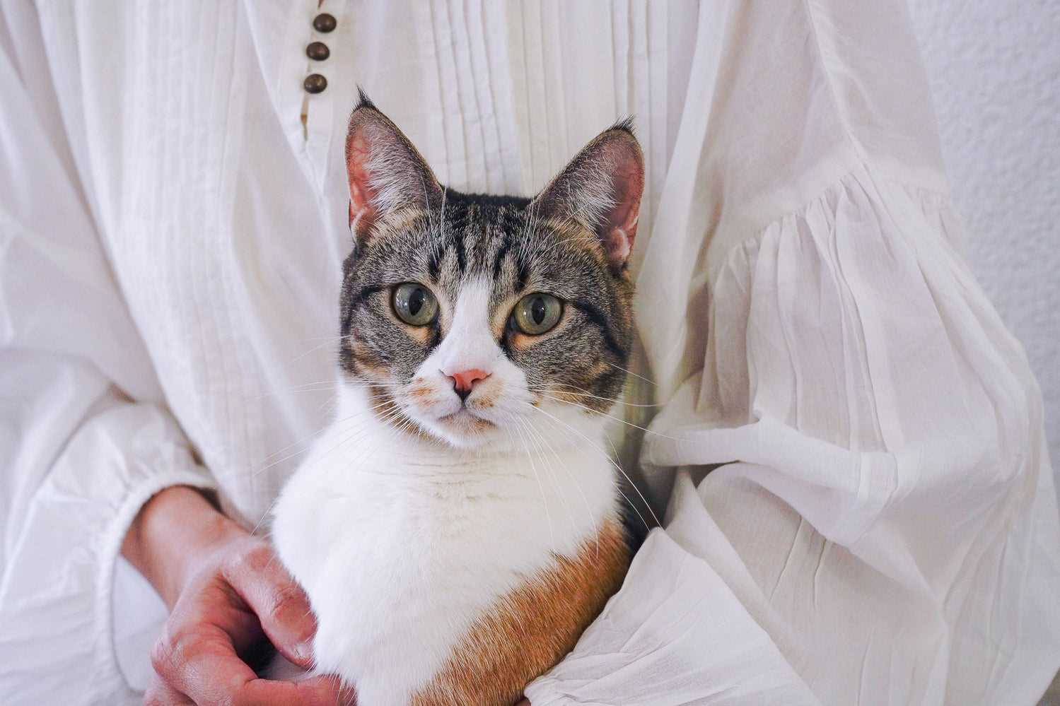 Practical Tips for Keeping Cats Cool in Hot Weather