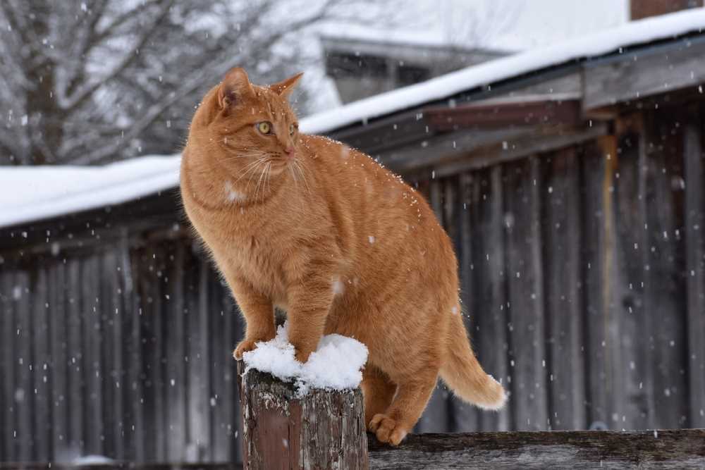 Best Practices for Keeping Indoor Cats Warm
