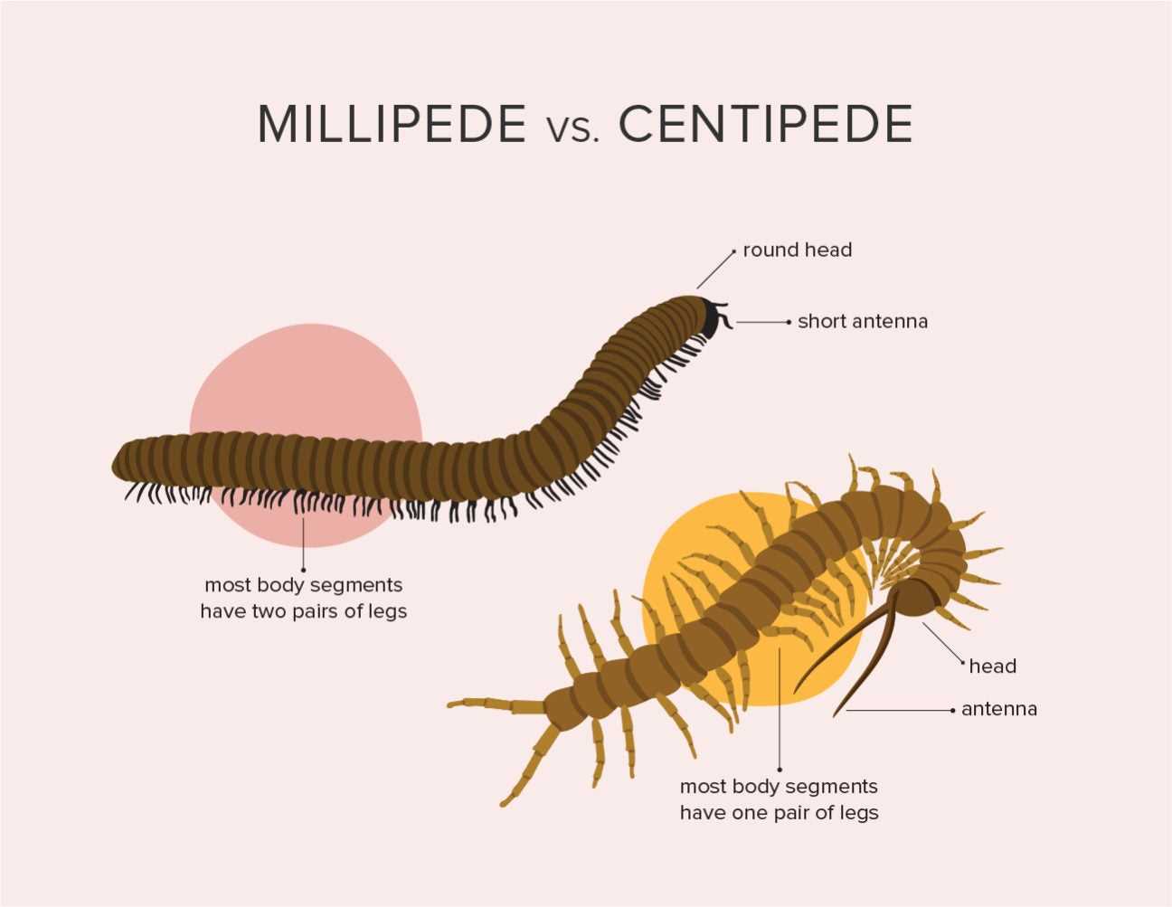 Signs of Centipede Bites in Cats