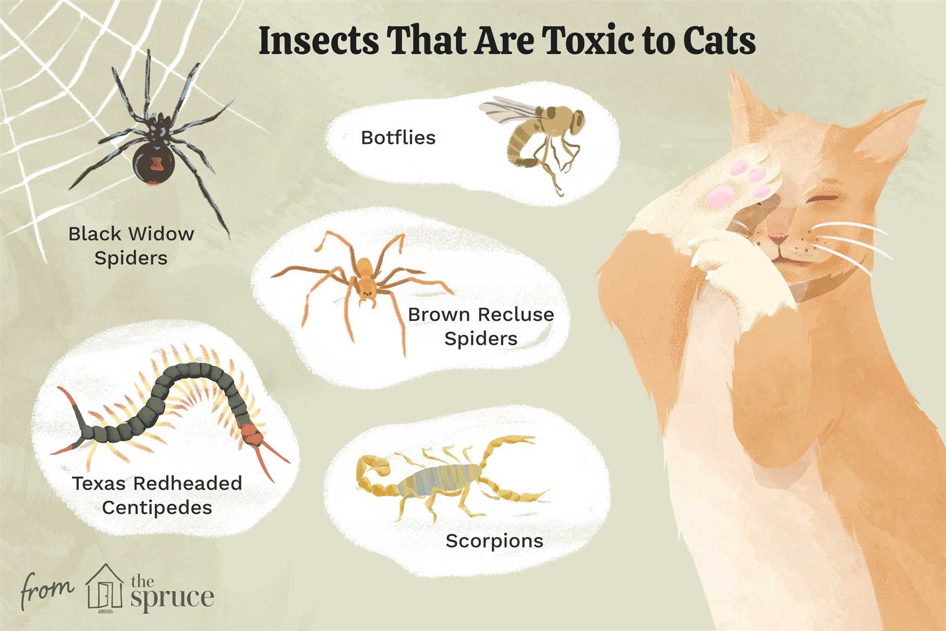 Symptoms of Centipede Bites in Felines