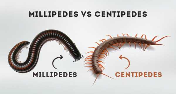 Understanding the Venom of Centipedes