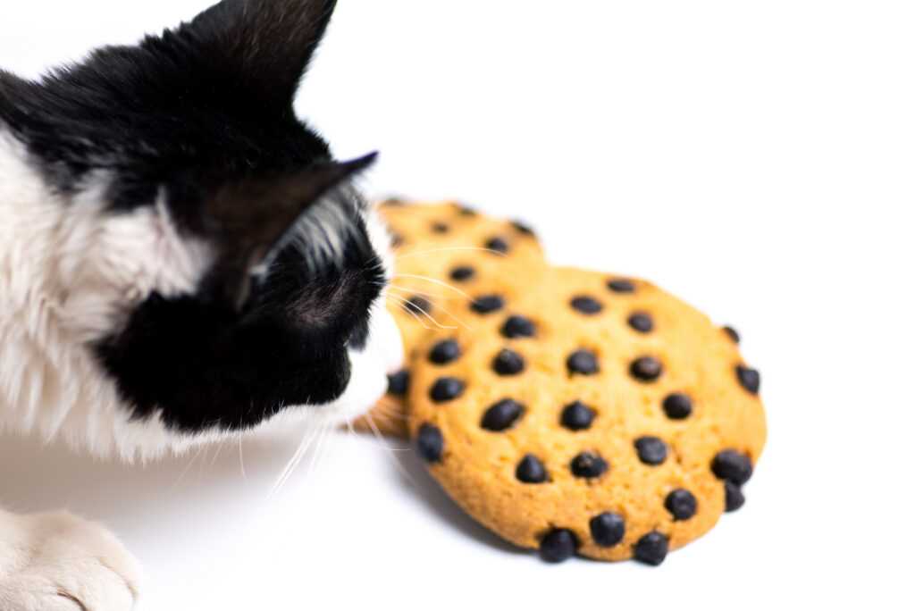 Symptoms of Chocolate Poisoning in Cats