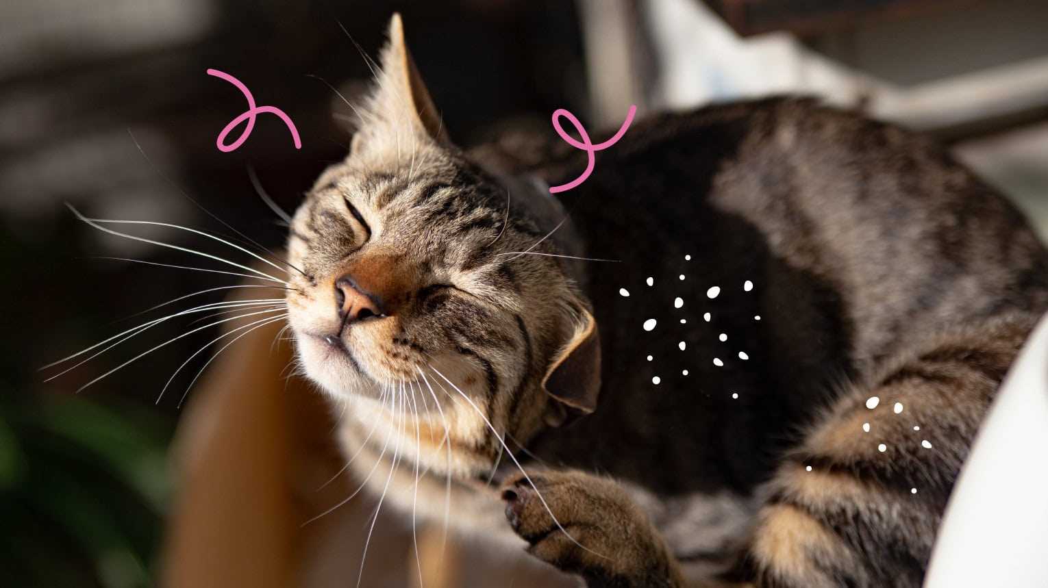 What Are the Limitations of Using Coconut Oil Against Fleas on Cats?
