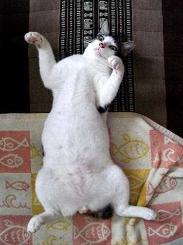 Potential Complications of Inflammatory Bowel Disease in Felines