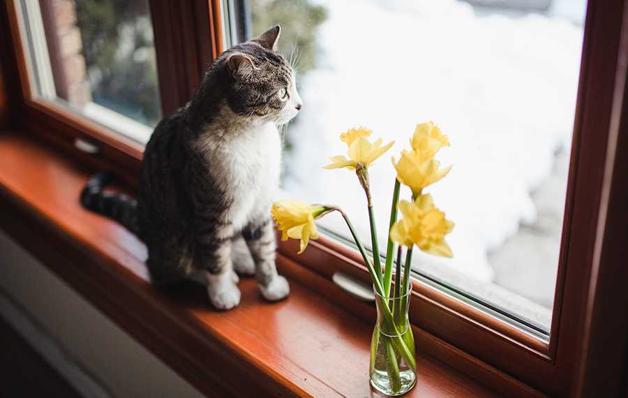 Identifying the Toxic Components of Daffodils for Cat Safety