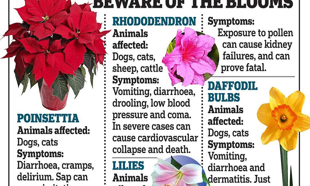 Symptoms of Daffodil Poisoning in Cats and What to Do