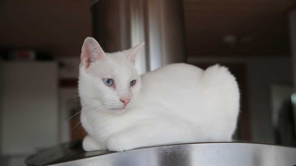 Factors Influencing Vocalizations in Hearing-Impaired Felines