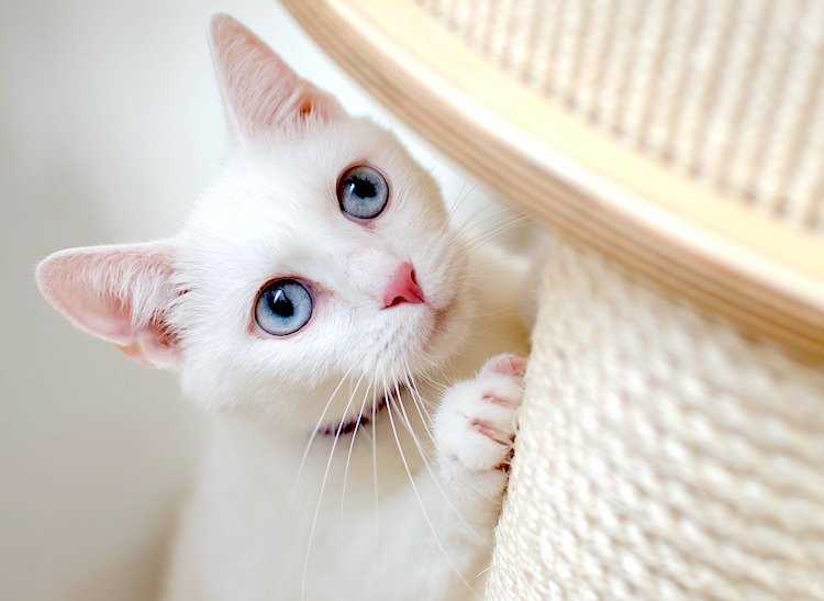 How to Communicate with a Hearing-Impaired Feline