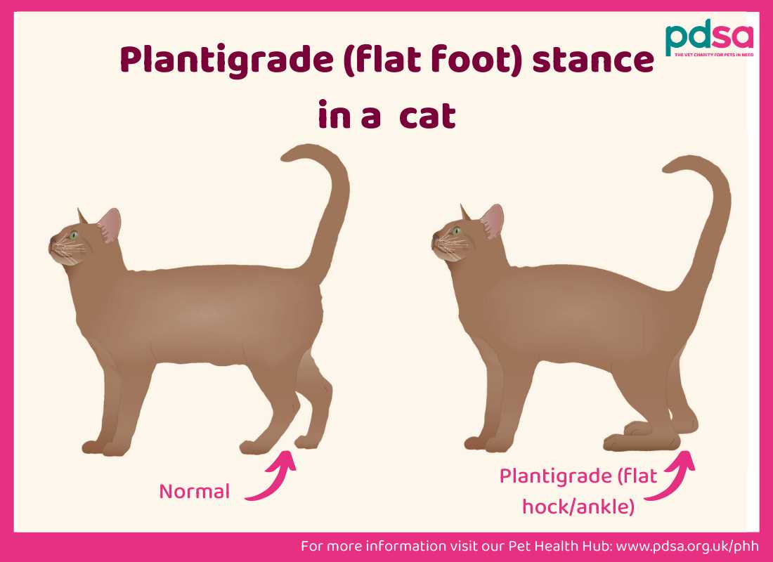 Understanding Feline Diabetes and Its Causes