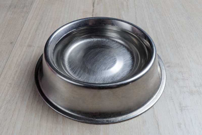Health Risks of Shared Water Bowls