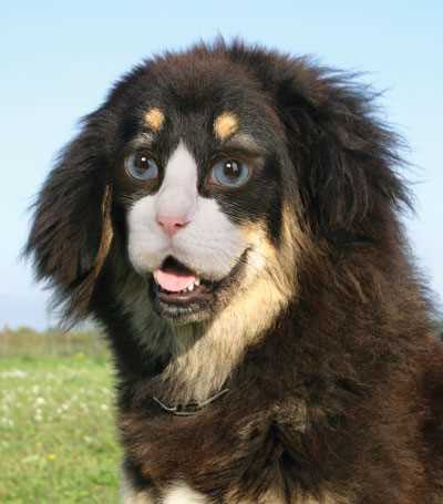 Myths and Misconceptions About Interbreeding Pets