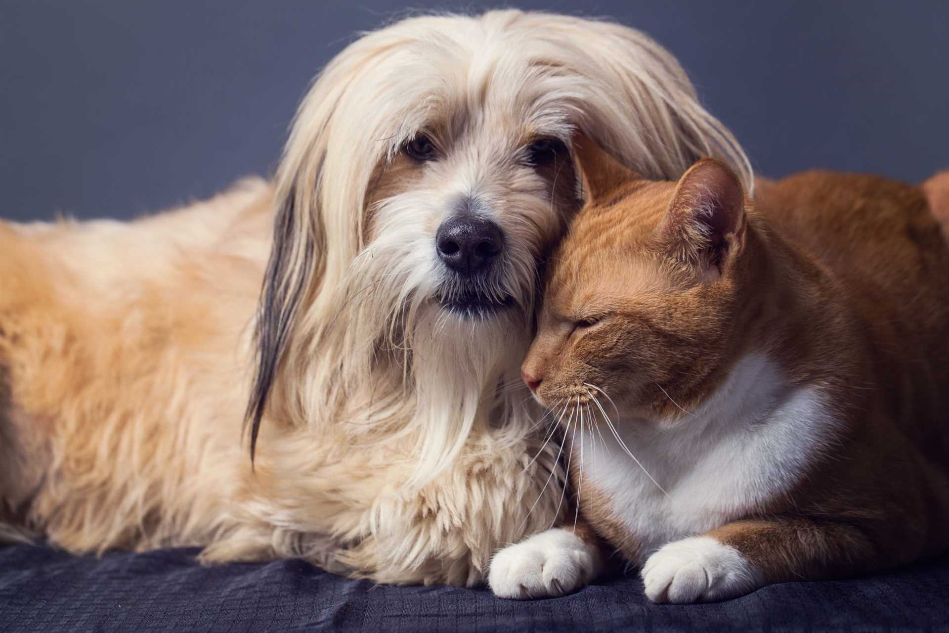 Understanding Genetic Compatibility Between Canines and Felines