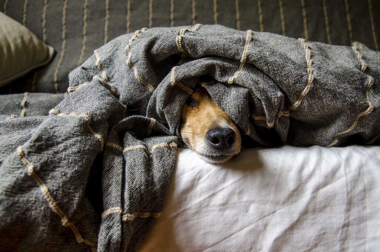 Understanding the Impact of Norovirus on Pets