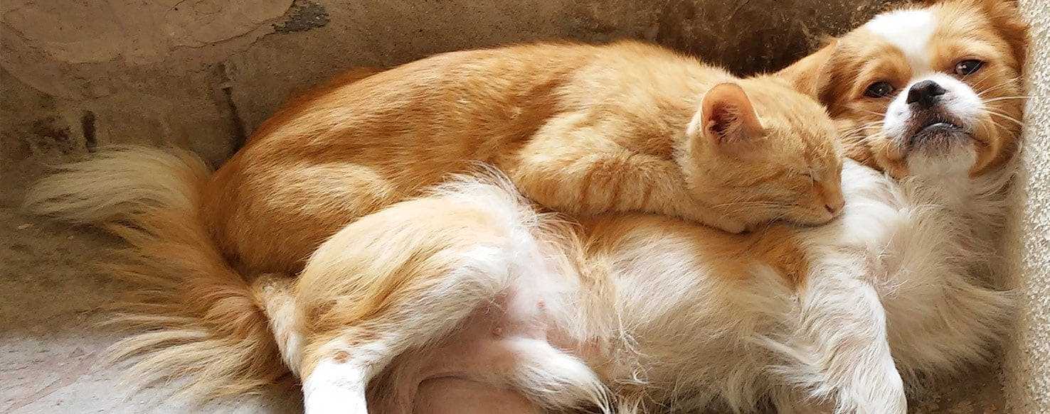 Preventing Norovirus Infection in Pets