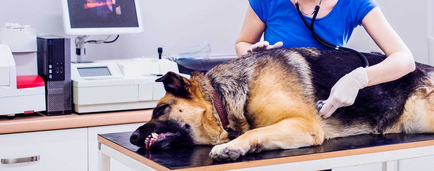 Understanding Norovirus: Symptoms and Transmission in Pets