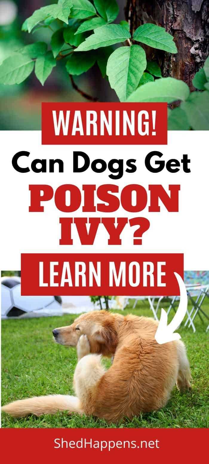 Preventing and Treating Reactions in Pets