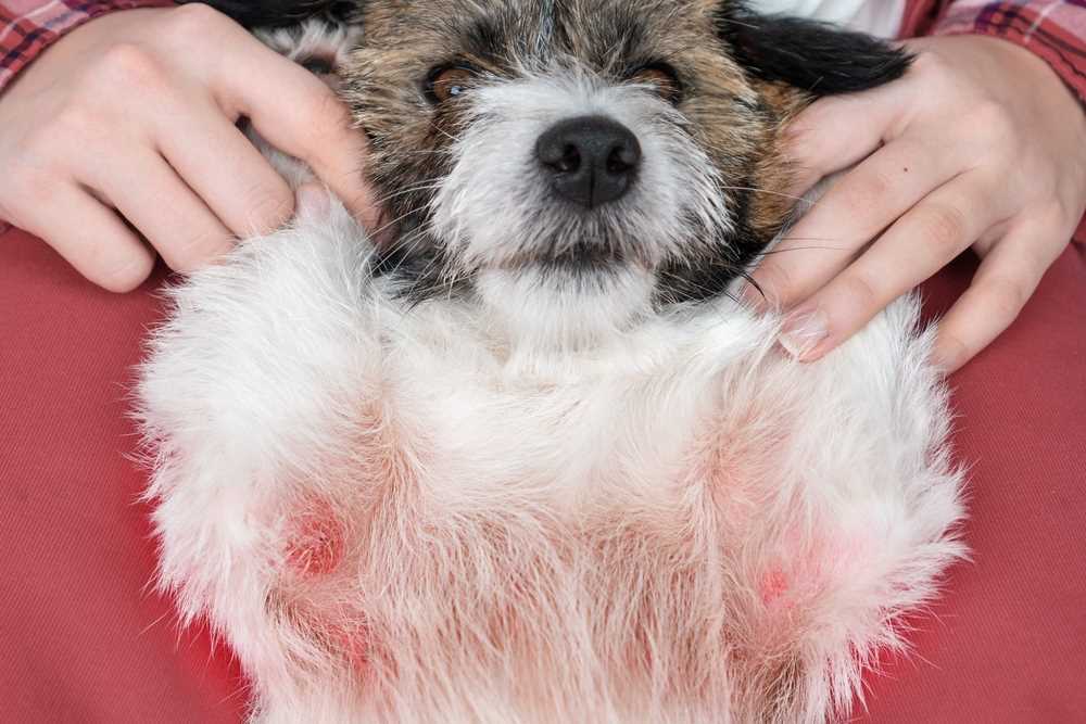 Identifying Symptoms of Exposure to Toxic Plant in Felines and Canines