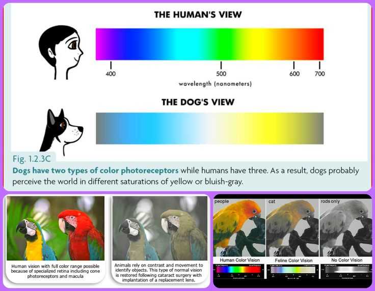 Color Perception Differences Between Dogs and Cats
