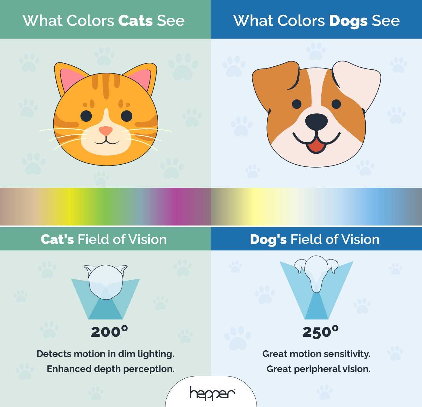 Understanding Feline and Canine Vision