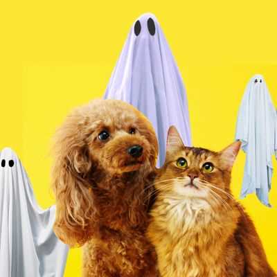 Understanding Animal Senses and Their Perception of the Supernatural