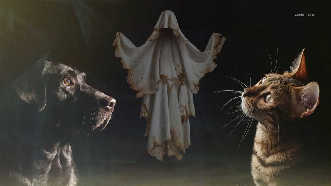 Insights on Spiritual Perception in Felines and Canines