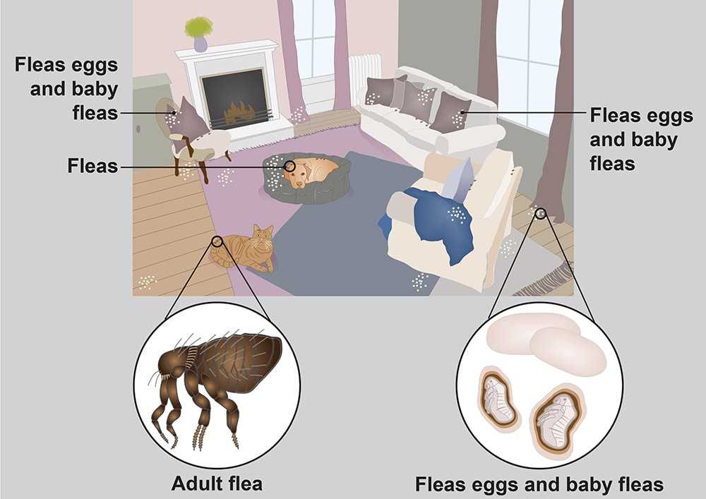 Top Preventive Products