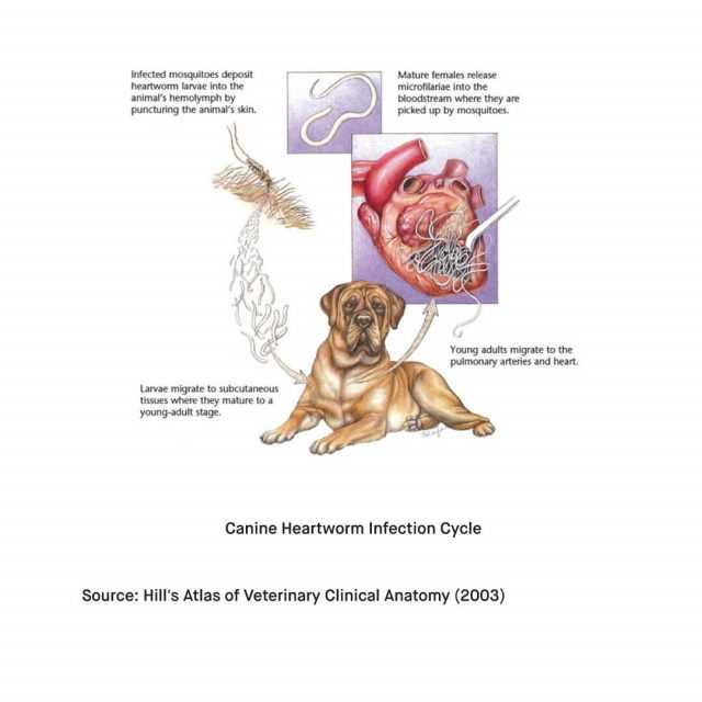 Vaccination Protocols