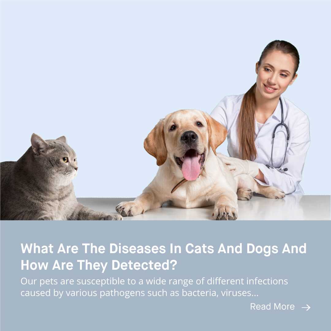 Common Illnesses that Transfer Between Felines and Canines